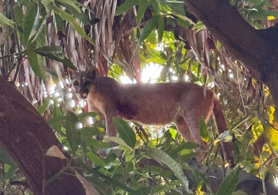 Onça-parda invade casas, sobe em portão, árvore e caminha por cidade de MT