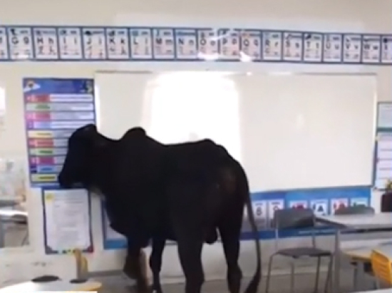 Boi invade creche e deixa professora e aluno feridos