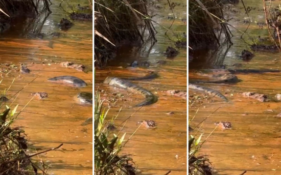 Turista que se surpreendeu com sucuri em rio disse que nunca tinha visto cobra antes