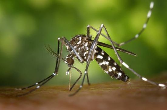 Prefeitura de Barra do Garças alerta para perigo de proliferação do mosquito Aedes Aegypti neste período chuvoso