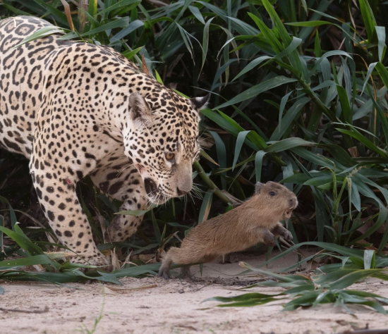 Registro raro: fotógrafo flagra onça-pintada em caça a filhote de capivara no Pantanal de MT