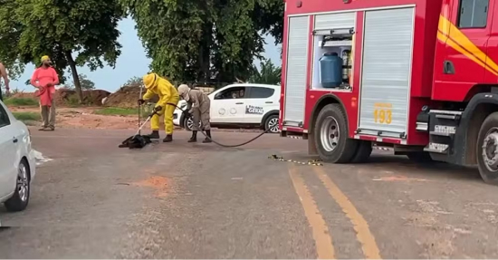 Bebê de 2 meses, crianças e cachorro são socorridos após ataque de abelhas em MT