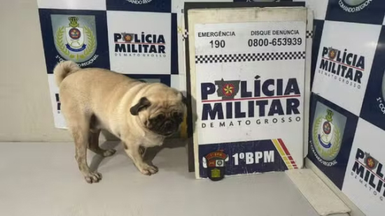 Mulher é presa após sequestrar cachorro de pet shop e pedir resgate 