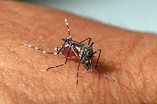 Prefeitura de Barra do Garças alerta para a proliferação do mosquito Aedes Aegypti no período chuvoso