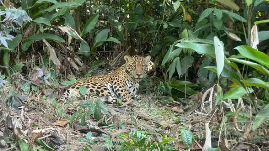 Onça-pintada resgatada em área desmatada de MT retorna à natureza após 2 anos em processo de reintrodução